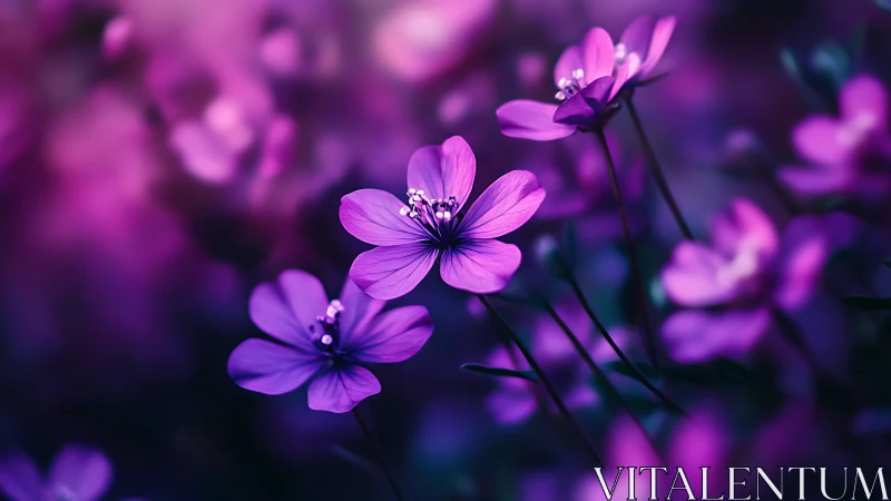 Purple Flowers in Selective Focus Field Composition