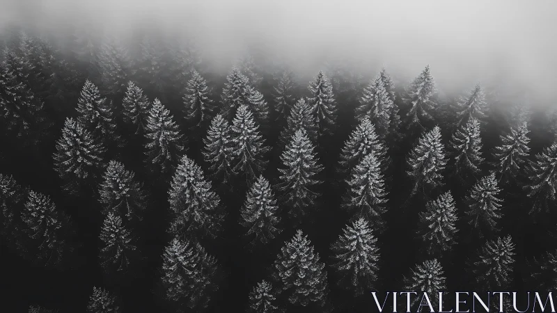 Aerial winter conifer forest receding into atmospheric fog bank