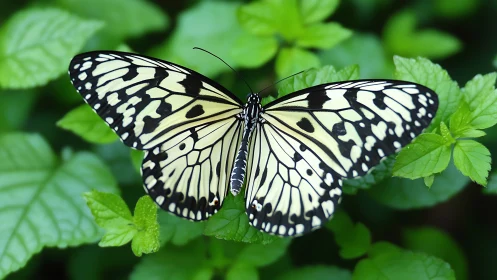 Black and white butterfly rests on vivid green foliage
