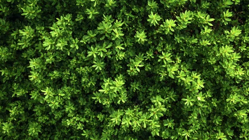Dense groundcover foliage captured in evenly lit aerial view