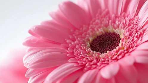 Pink gerbera daisy macro captures delicate petal details.