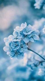 Blue and White Clustered Blossoms Against Luminous Sky Backdrop.