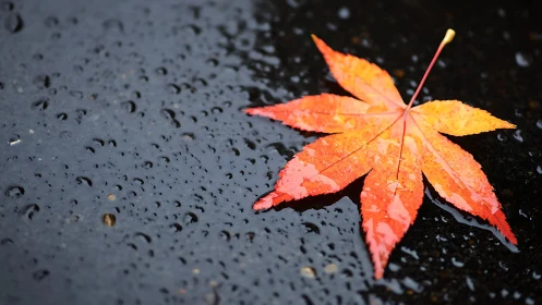 Macro study of wet maple leaf on dark asphalt with shallow depth