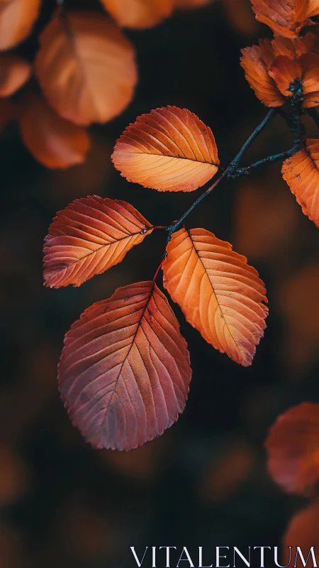 Copper beech leaves glowing against deep autumn shadows.
