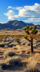 Desert sentinels trade shadows beneath high roaming clouds