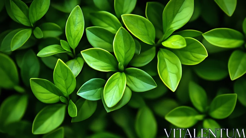 Close view shows dense arrangement of overlapping green leaves