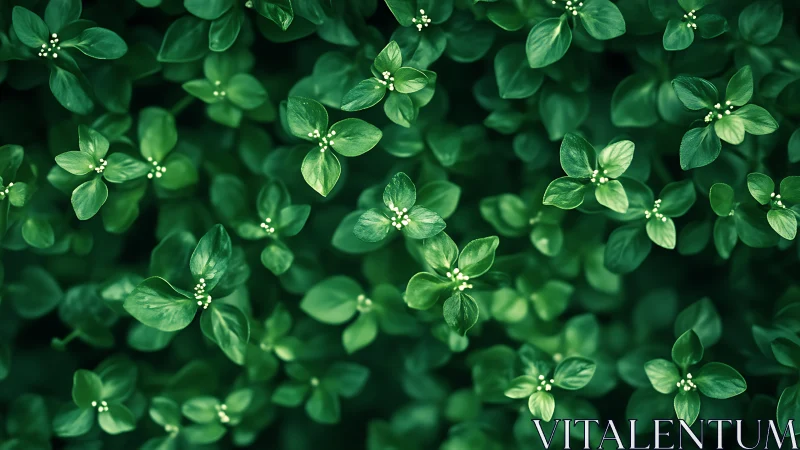 Gentle tapestry of tiny green leaves in quiet spring light.