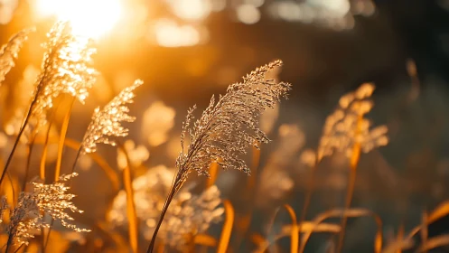 Backlit reed panicles under low-angle solar illumination.