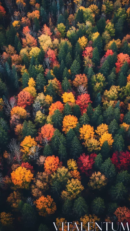 Aerial phenology map of mixed conifer&ndash;deciduous autumn canopy.