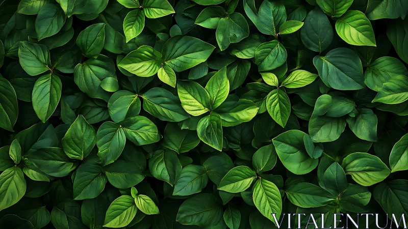 Dense green foliage fills frame in uniform overhead view