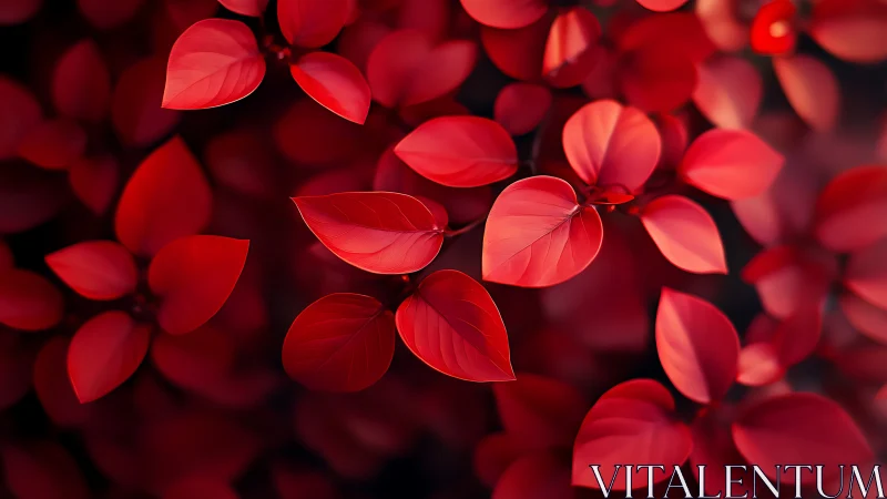 Macro study of scarlet elliptical foliage with shallow depth