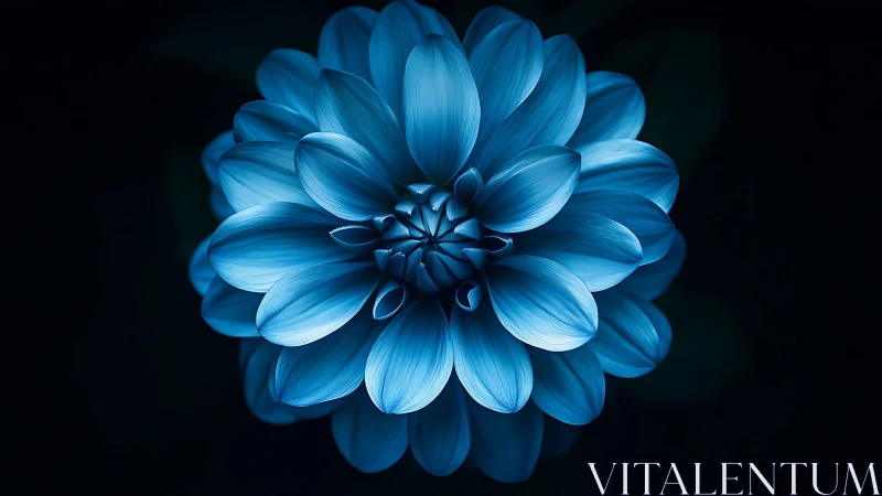 Blue Dahlia Against Dark Backdrop. Luminous Petals.