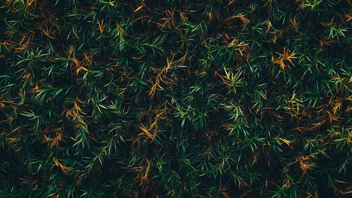 Overhead macro study of dense green and amber foliage texture