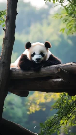 Playful panda rests on a forest log in gentle morning light