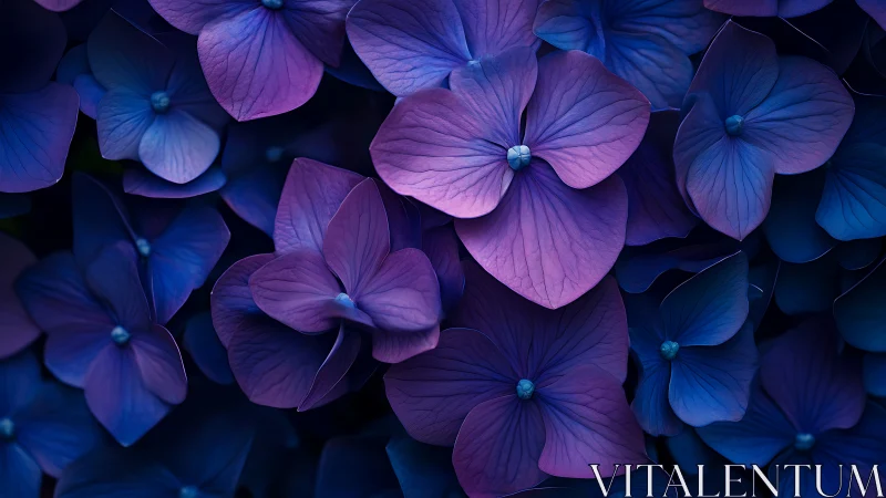 Purple and Blue Hydrangea Petals in Neon Light.