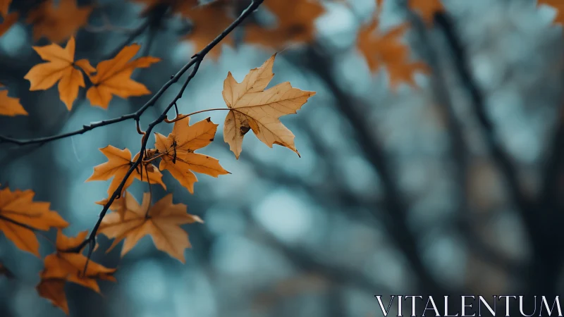 Amber leaves linger in cool blue forest hush of autumn.