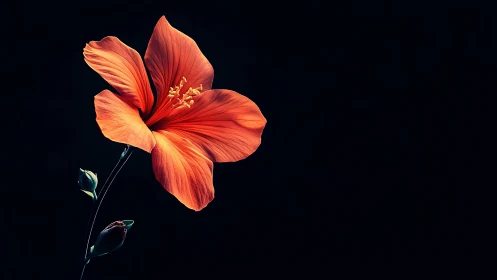 Vibrant Red Hibiscus Bloom Against Dark Backdrop.