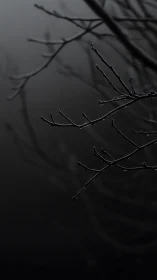 Stark winter branches emerge from monochrome atmospheric haze