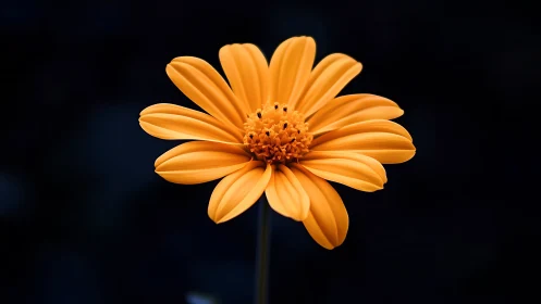 Radiant Orange Daisy Against a Deep Twilight Sky.