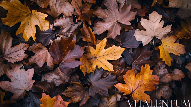 Overlapping maple leaves form a dense multicolored ground layer