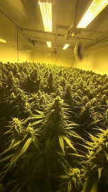 Dense indoor cannabis canopy under warm grow lights.