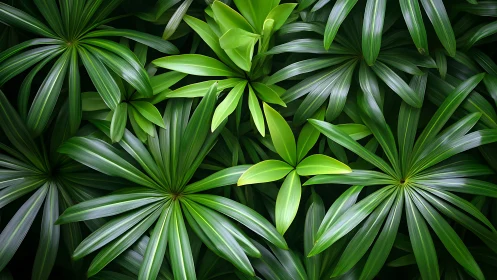 Lush radial green foliage with layered tropical leaves.