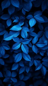 Monochromatic cobalt foliage forms a dense graphic leaf matrix