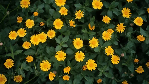Dense Taraxacum officinale bloom colony with compound heliotrohic petals.