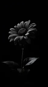 Daisy Bloom Against Black. High-Contrast Monochrome Study.