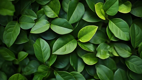 Layered green leaves in rich natural ambient light closeup.