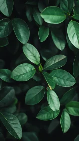 Lush green leaves gather quietly in a calm forest embrace
