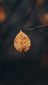 Solitary autumn leaf suspended in a hush of fading dusk.