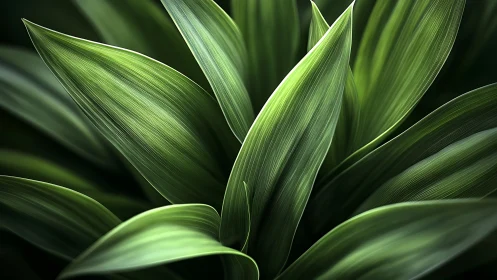 Radial agave foliage rendered in high-contrast photoreal detail