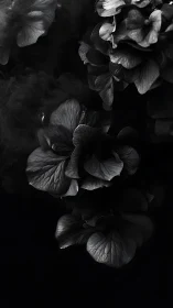 Monochrome Petals Against Darkness.