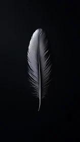 Monochrome feather macro on deep black minimal backdrop.