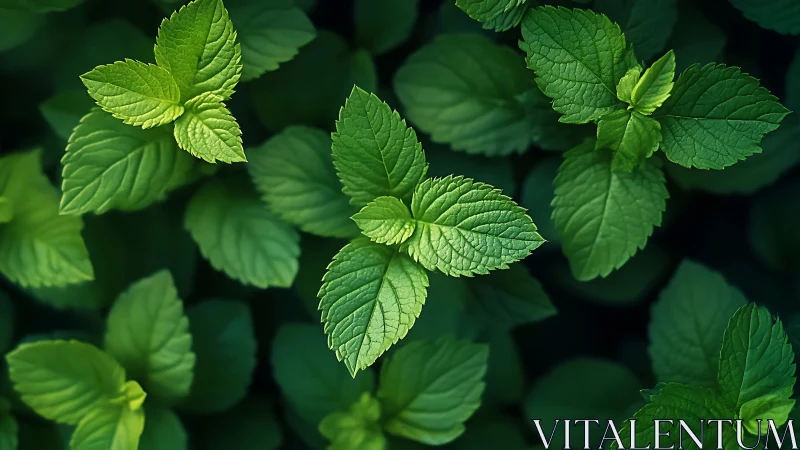 Mint leaves glow like forest lanterns in layered greens.