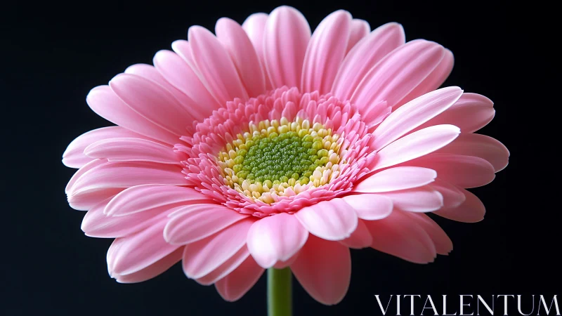 Pink gerbera daisy bloom fills frame against dark background
