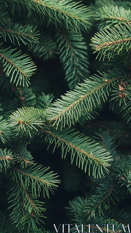 Needle-kissed fir branches quietly weave a forest curtain