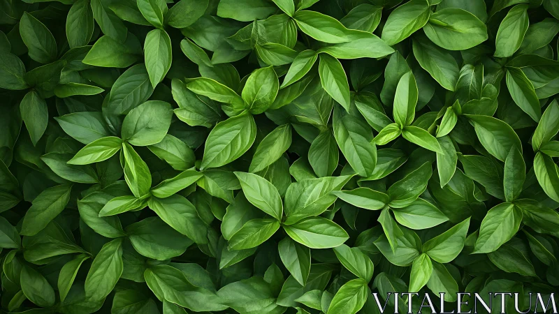 Leafy chorus sings in layered green whispers of growth