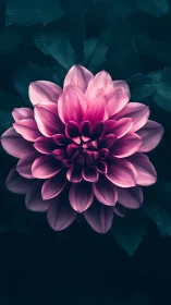 Pink Dahlia Against Dark Teal Foliage Background