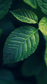 Macro study of serrated green leaf with dark bokeh ground.