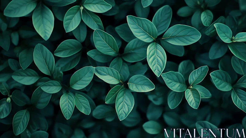 Dense cluster of green leaves fills the entire frame clearly