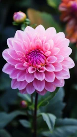 Pink dahlia flower in full bloom with layered petals