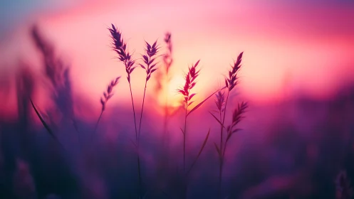 Sunlit wild grass silhouettes in magenta violet dusk glow.