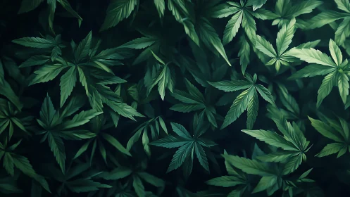 Lush layered cannabis foliage under moody teal lighting.