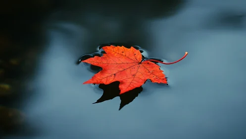Solitary red maple leaf drifts calmly across dark water