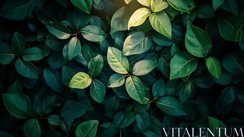 Overhead view of dense green foliage under low light.