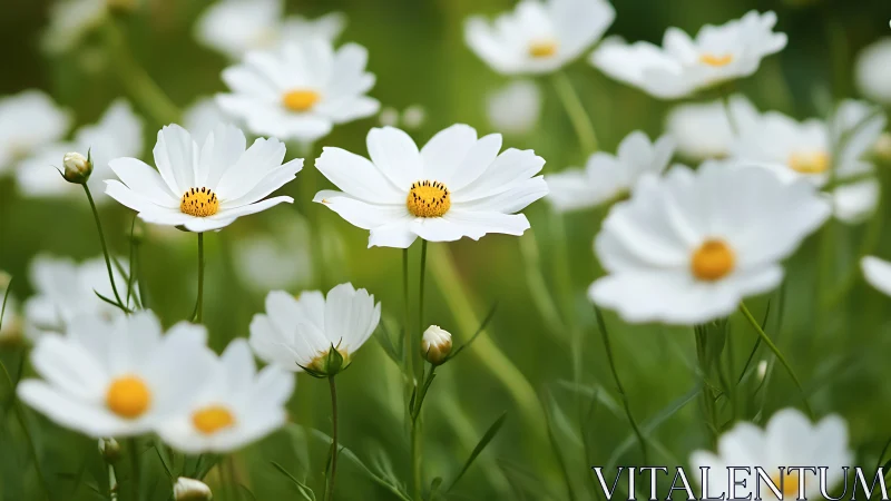 White Daisies with Golden Centers in Shallow Depth Field