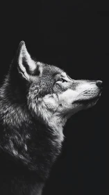 Moonlit monochrome wolf in quiet side-lit reverie profile.