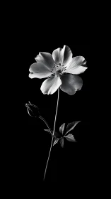 Monochromatic Botanical Study Presents Flower Specimen Against Black Background